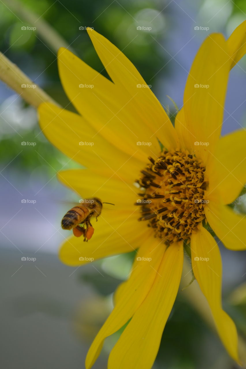 Overachieving Honeybee