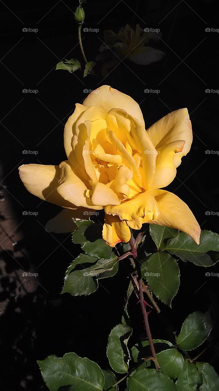 Yellow wings. Going for a bike and this was in front of my building