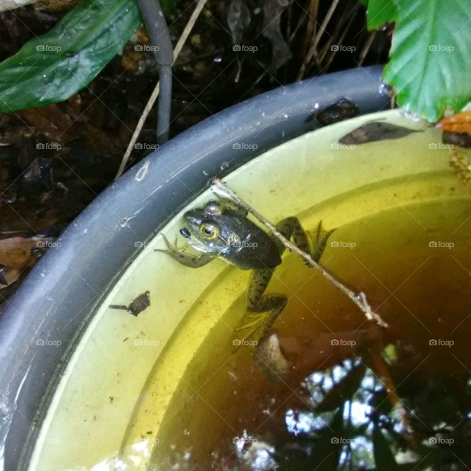 frog closeup after the  rain
