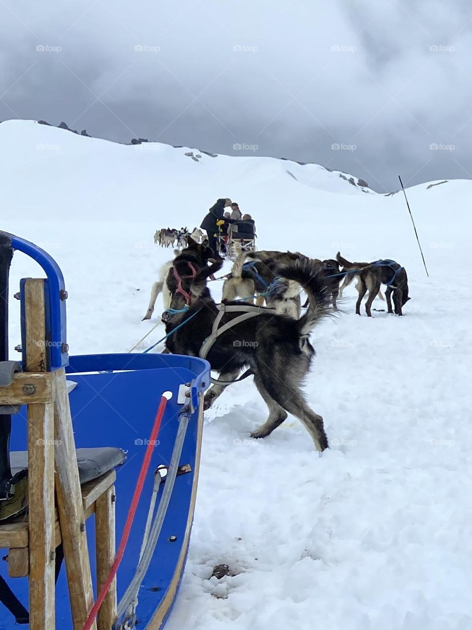 The joy of dogsledding on a glacier in Alaska in a bright blue sled.