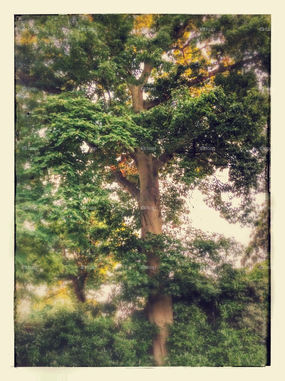 Scarlet Oak in my garden, with English Oak in background.
