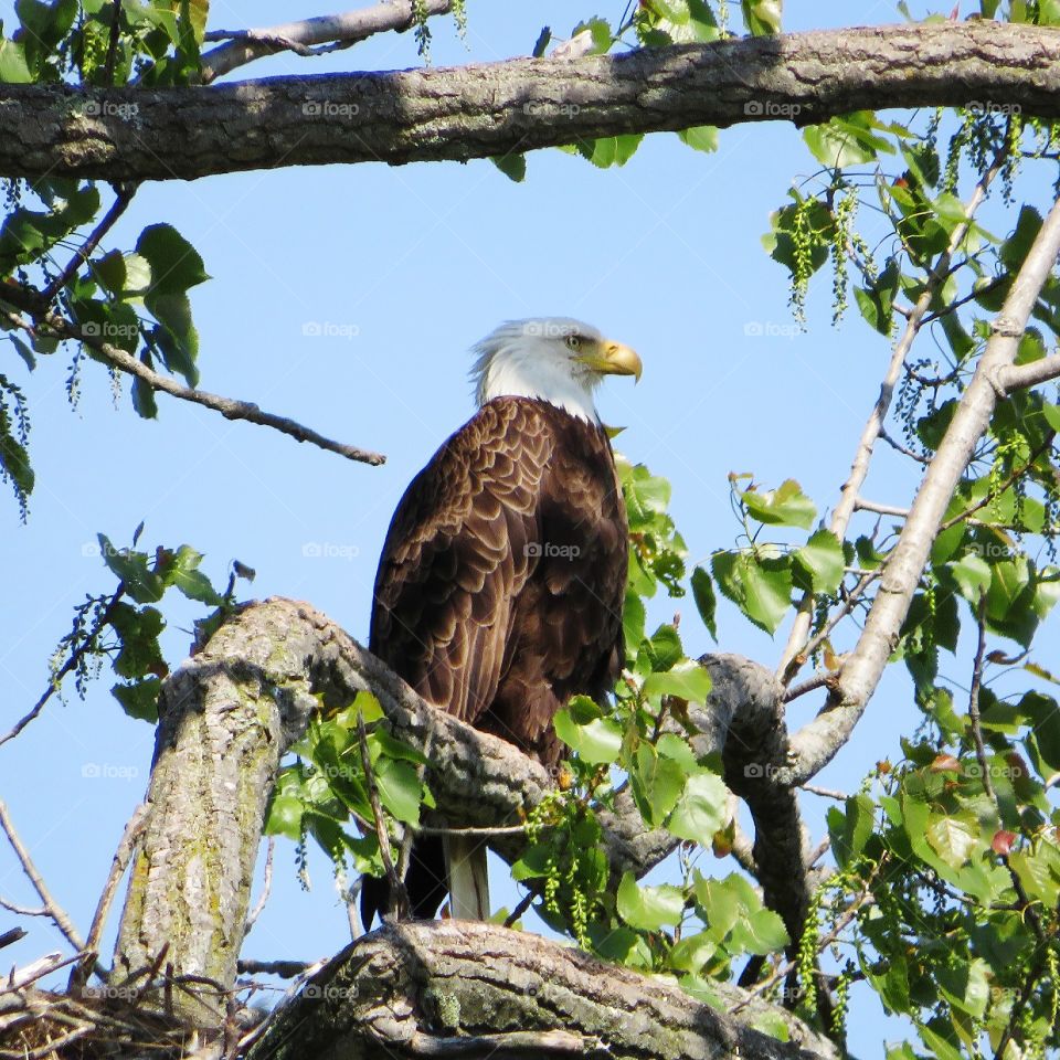 American Bald Eagle