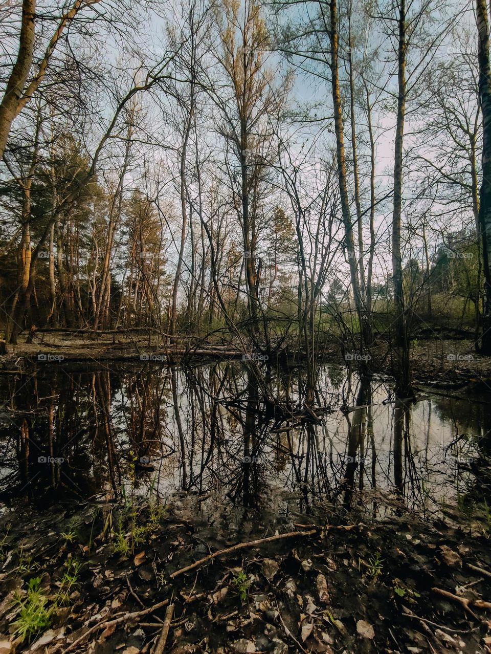 Trees reflection in the water. Forest view in evening. Forest after the rain. Flooded forest after rain. Dark mixed forest. Dark trees. Forest in spring evening. Reflection in the water. Horizon, sky, beautiful nature. Poltava region forest in Ukrain