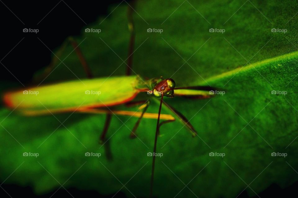 Praying Mantis looks up at camera, focusing on bugs, macro photography of insects, finding beauty in nature, closeup of praying mantis 