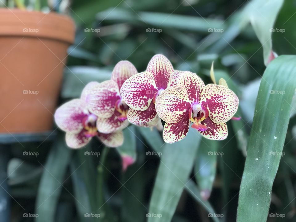 Orchid