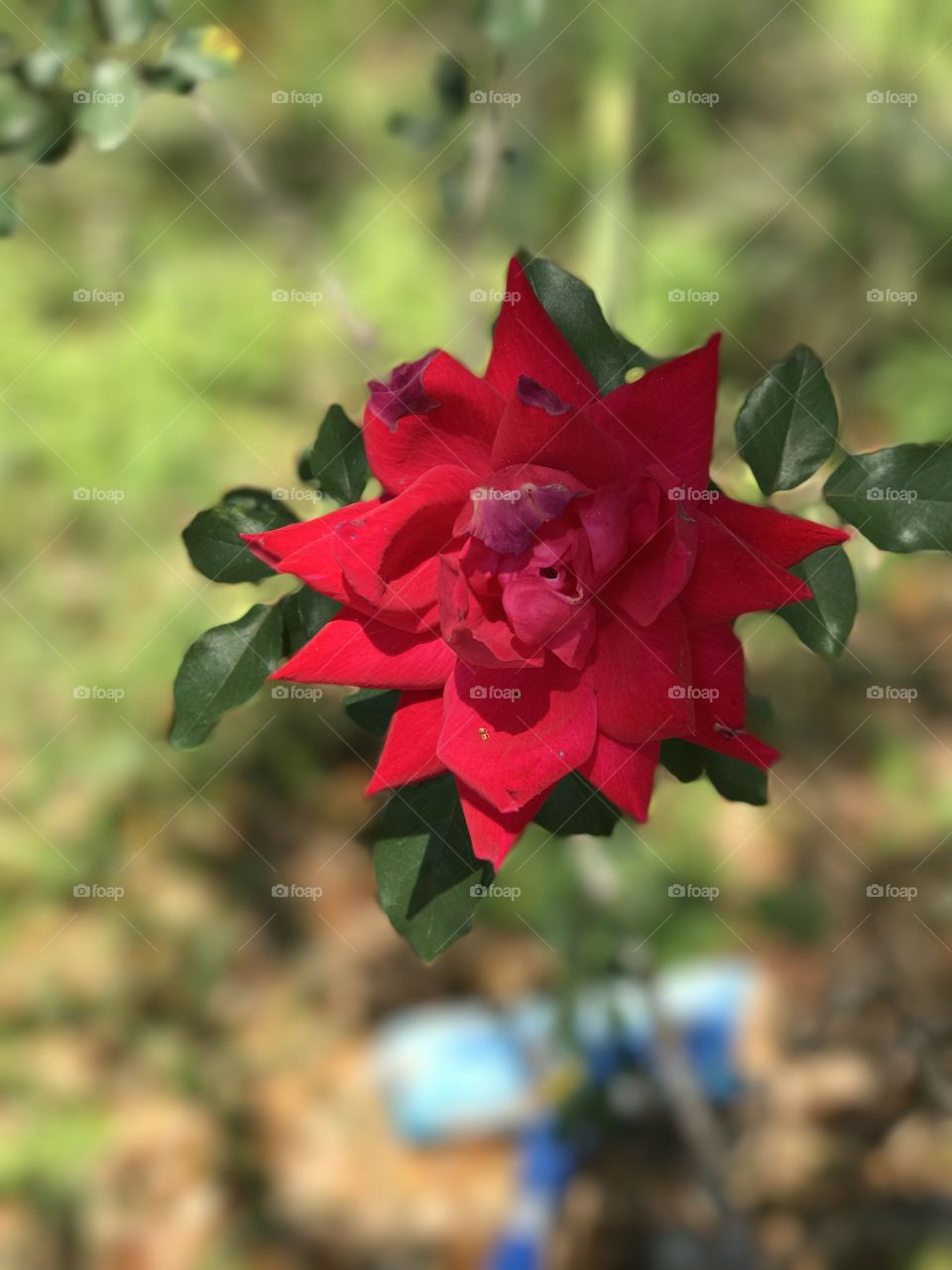 Beauty in the shadows