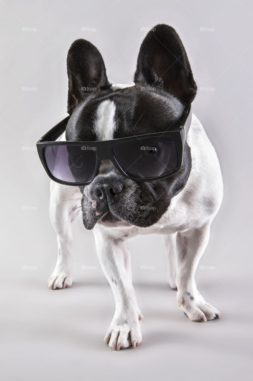 Portrait of an adorable dog wearing sunglasses 