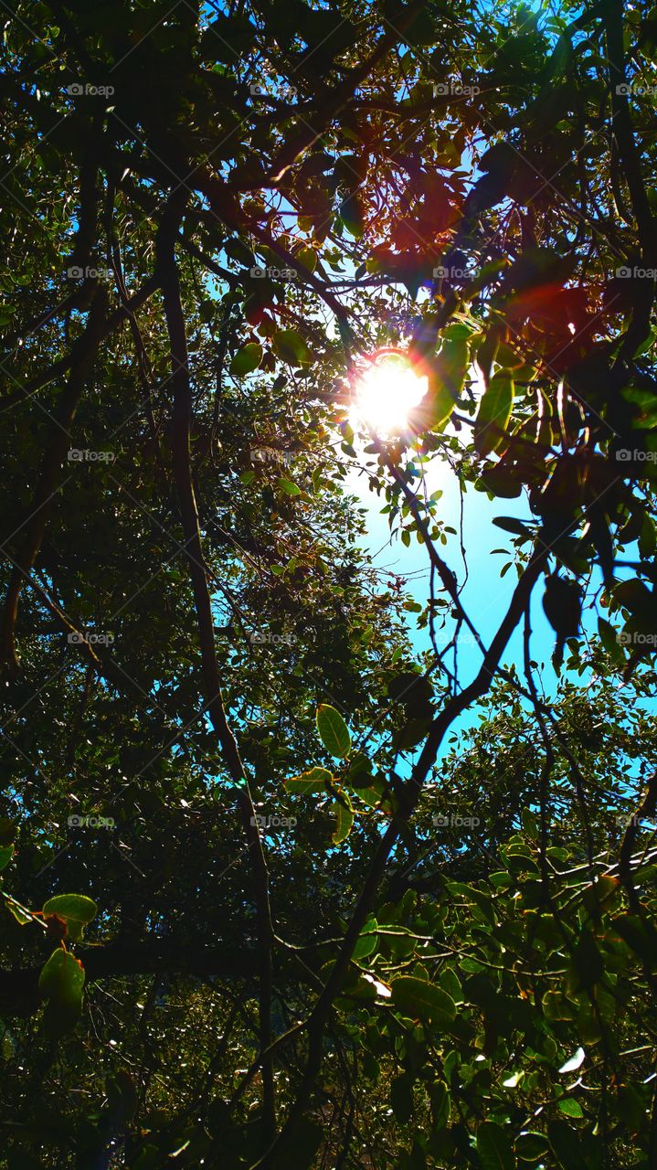 Through the Canopy