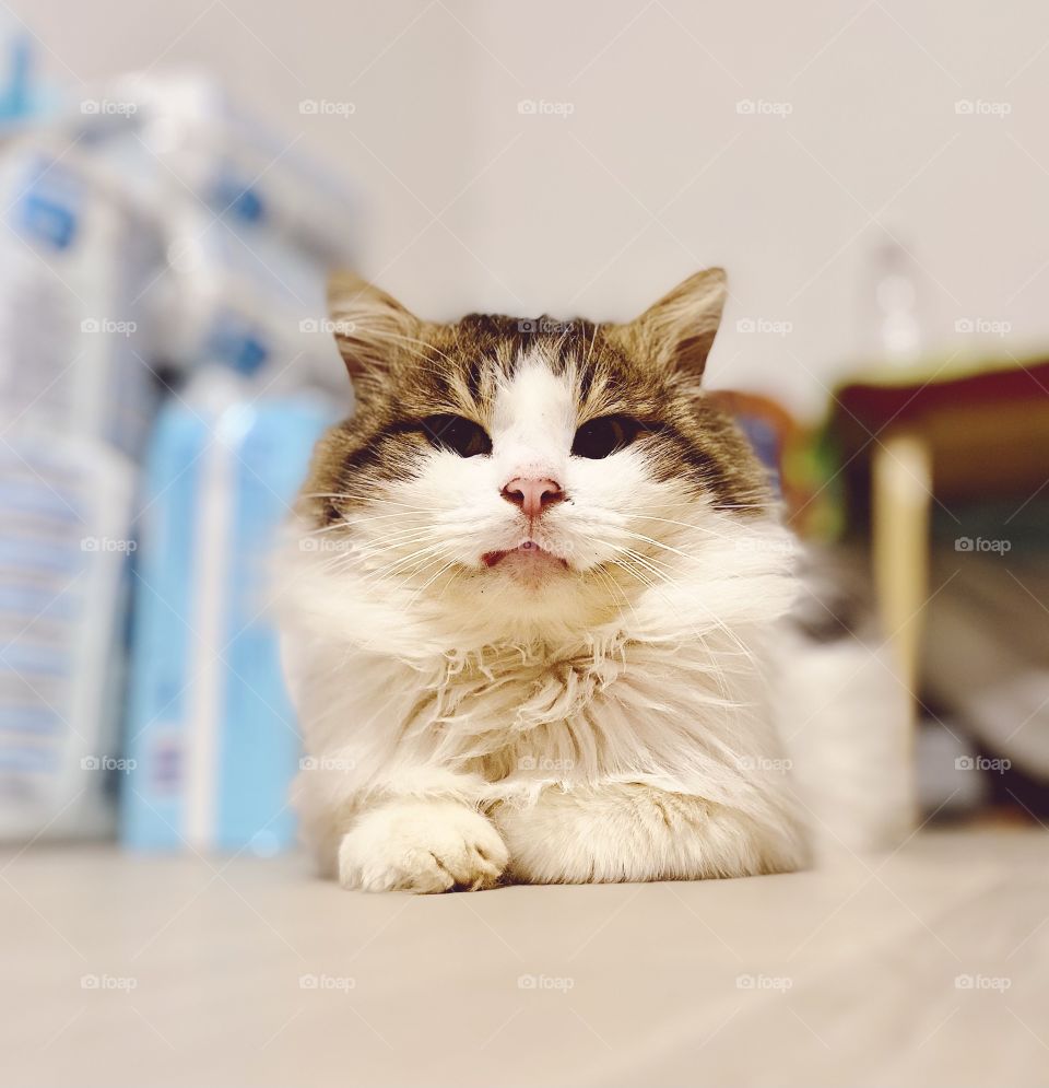 Cute cat portrait