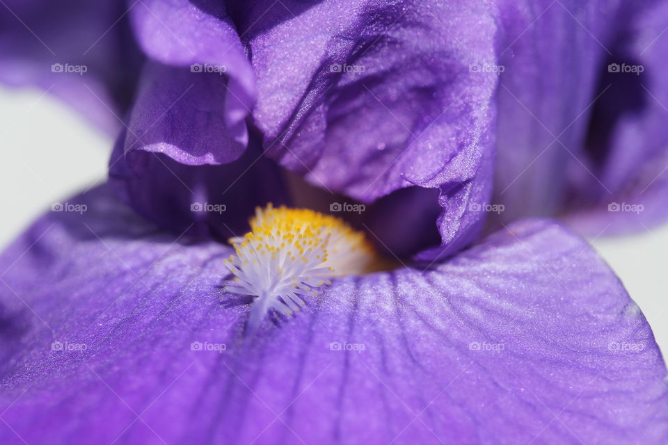 Extreme close-up of purple flower