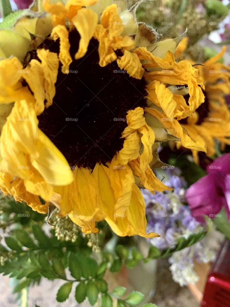 Dying sunflower 