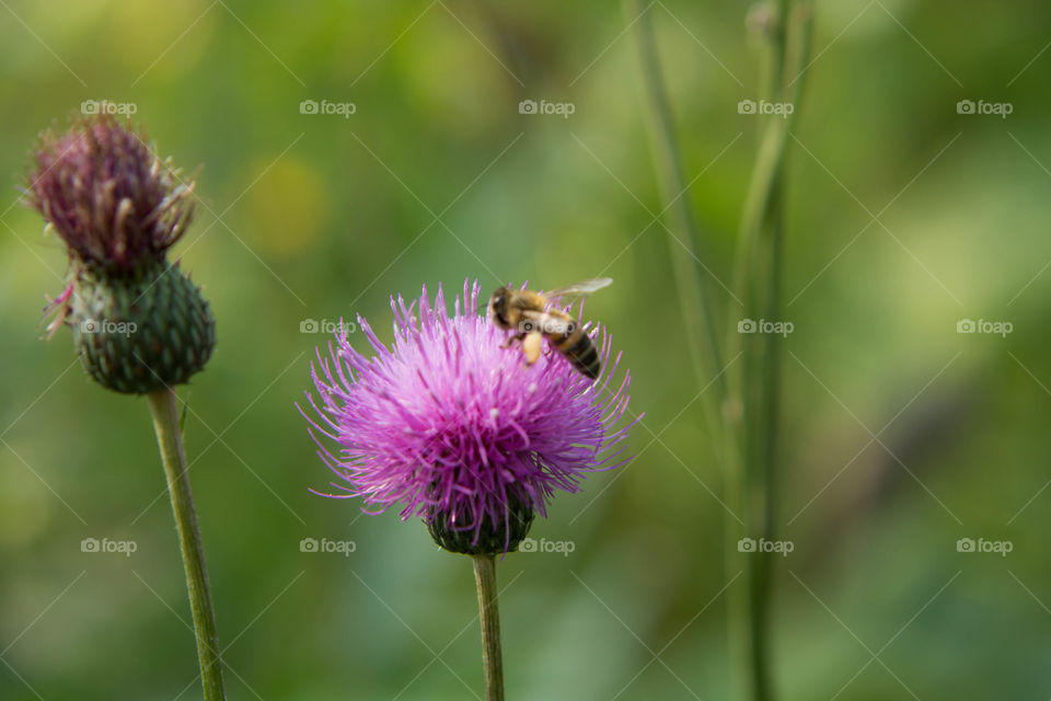 Nature, Summer, Flower, No Person, Flora