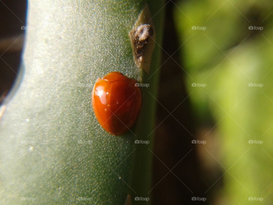 small orange bug