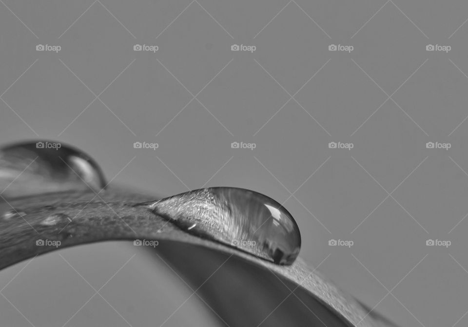 Black and white photo of water drop on leaf