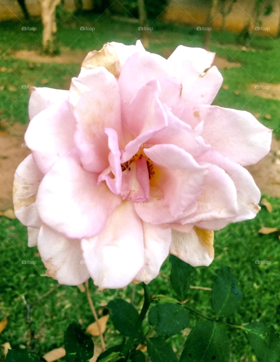 🌹 🇺🇸 Very beautiful flowers to brighten our day.  Live nature and its beauty. Did you like the delicate petals? / 🇧🇷 Flores muito bonitas para alegrar nosso dia. Viva a natureza e sua beleza. Gostaram das pétalas delicadas? 
