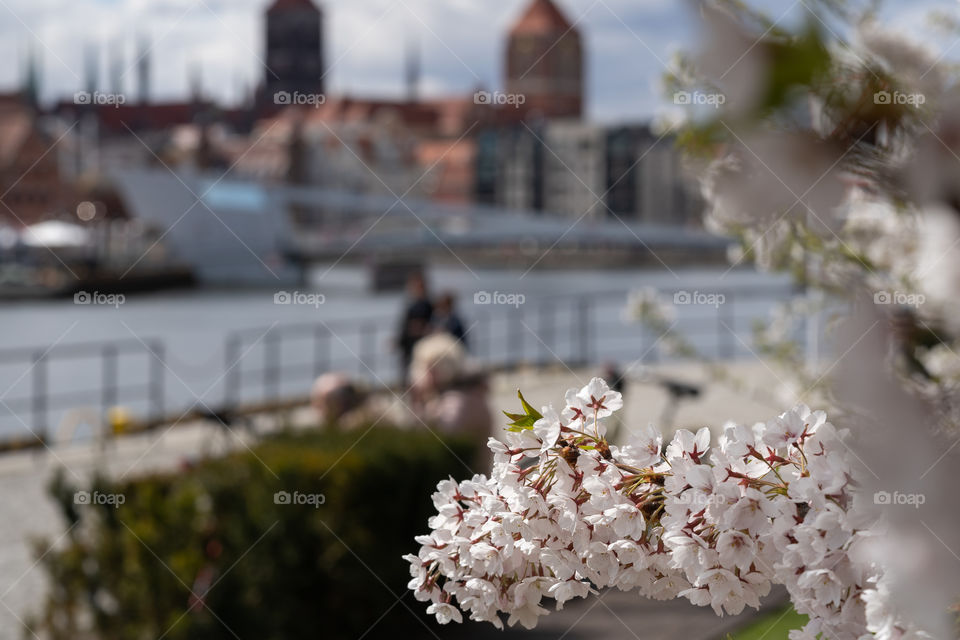 Spring in the city