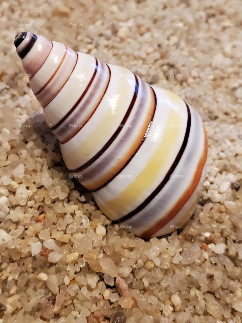 Candy Cane Land Tree Snail Shell