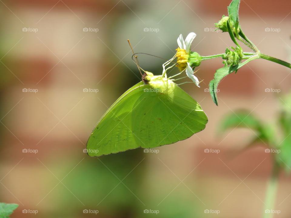 Cloudless sulphur