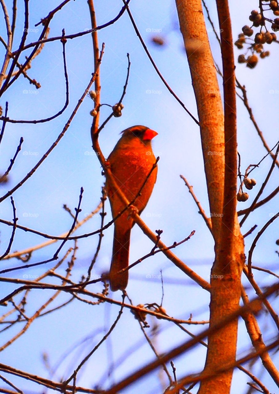 Cardinals . Look up and see !