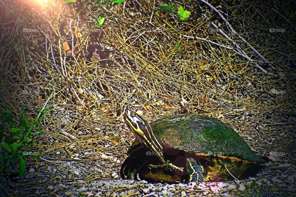 Water turtle. Water turtle