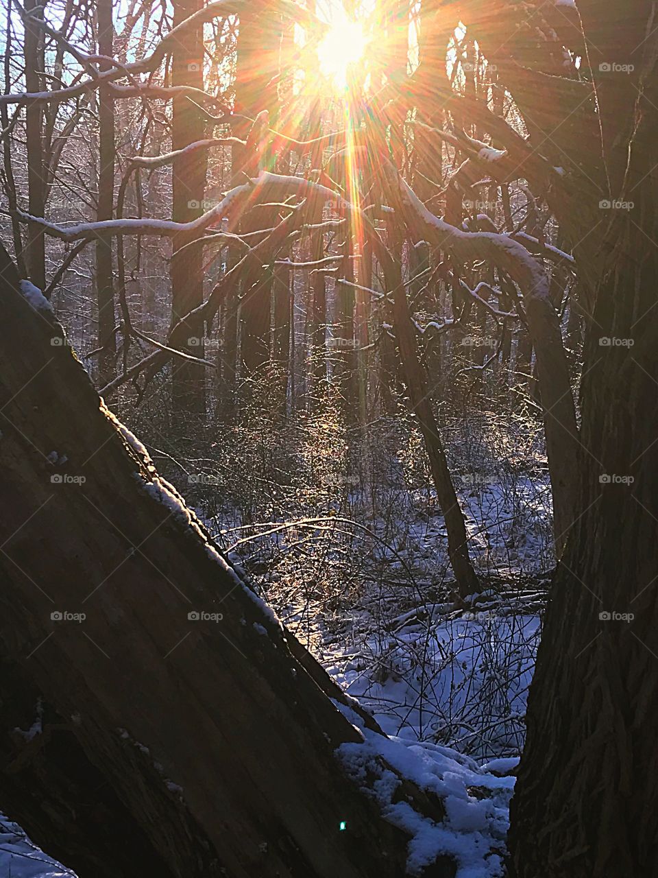 Phoshotz- a winter evening deep in the forest.