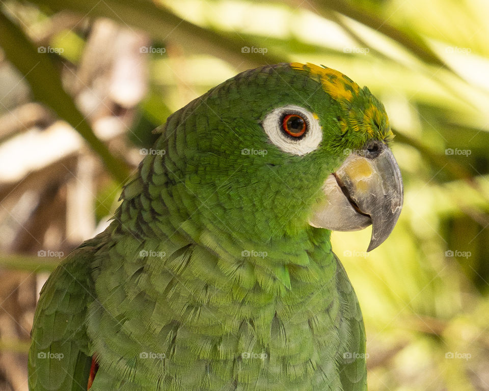 Green Parrot with White Around Eye