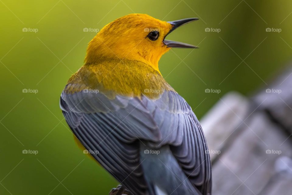 A vivid male Prothonotary Warbler (Protonotaria citrea) has something to say…or sing. Raleigh, North Carolina. 