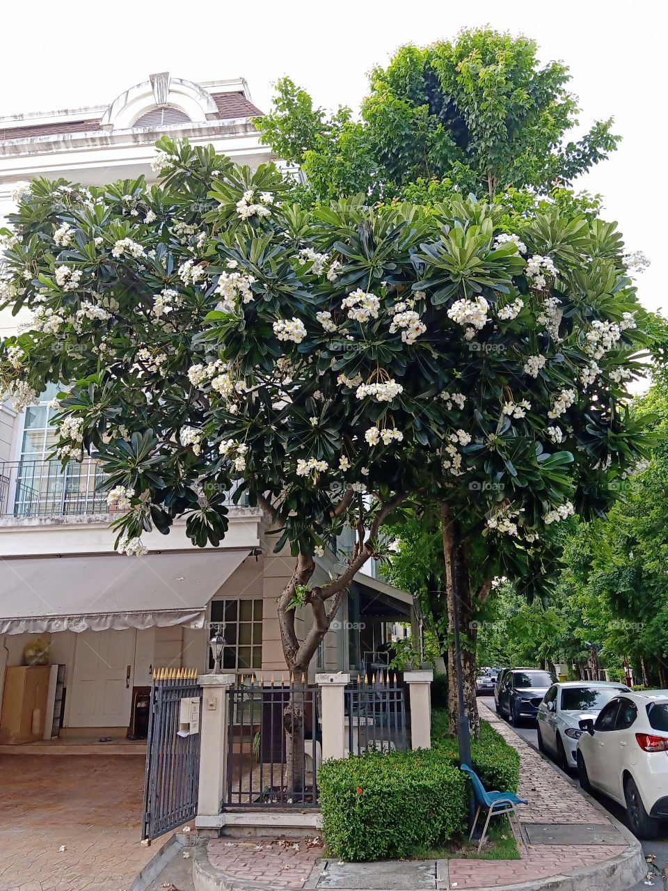 Plumeria Flower