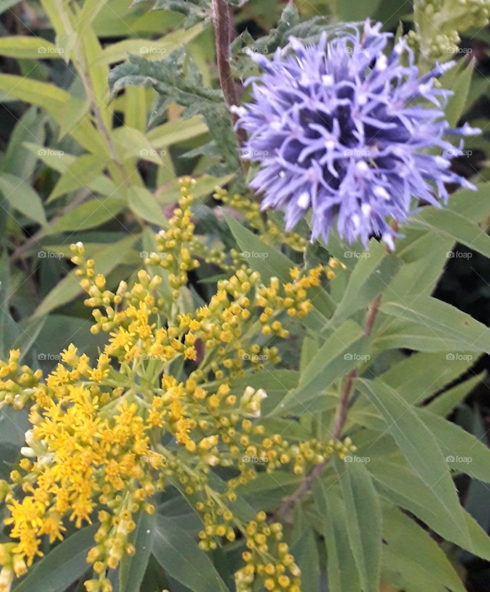 contrasting colors : goldenrod and echinops