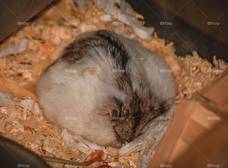 Hamster pancake.