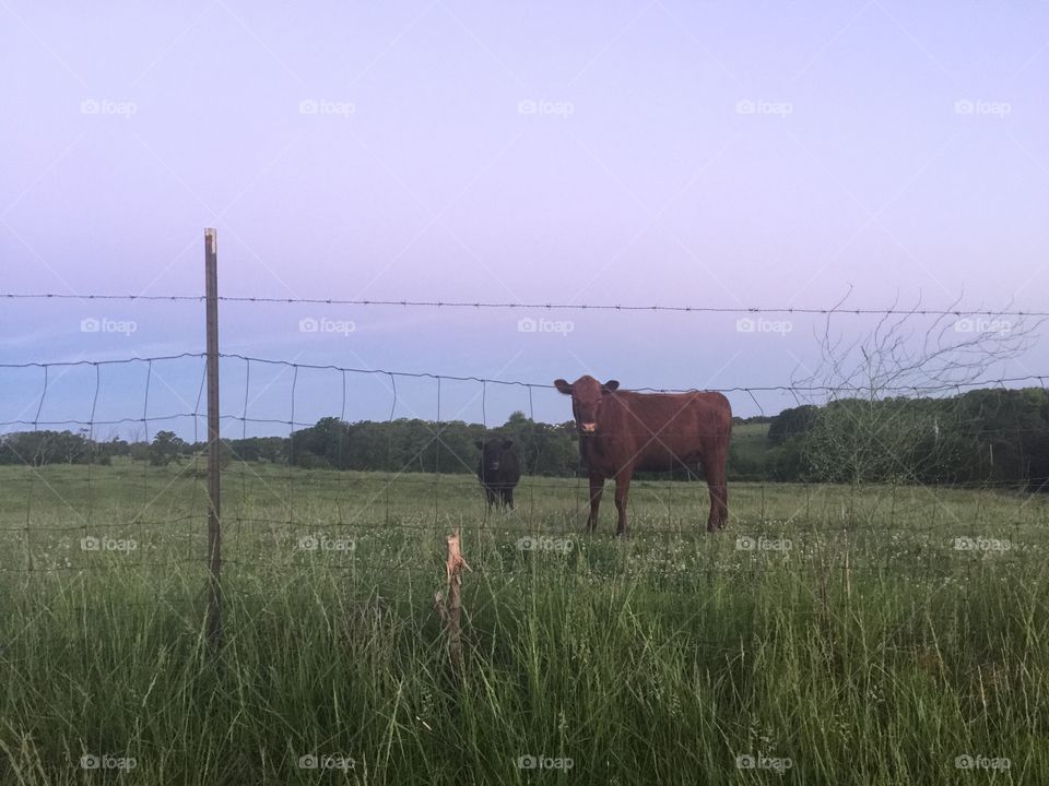 Cows in field 