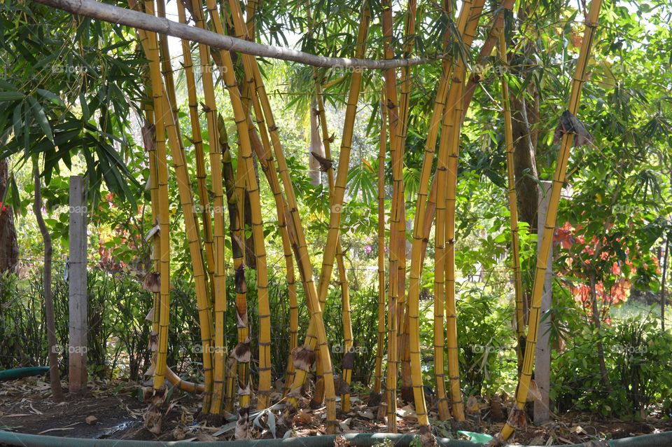Yellow bamboo. Never seen everywhere.