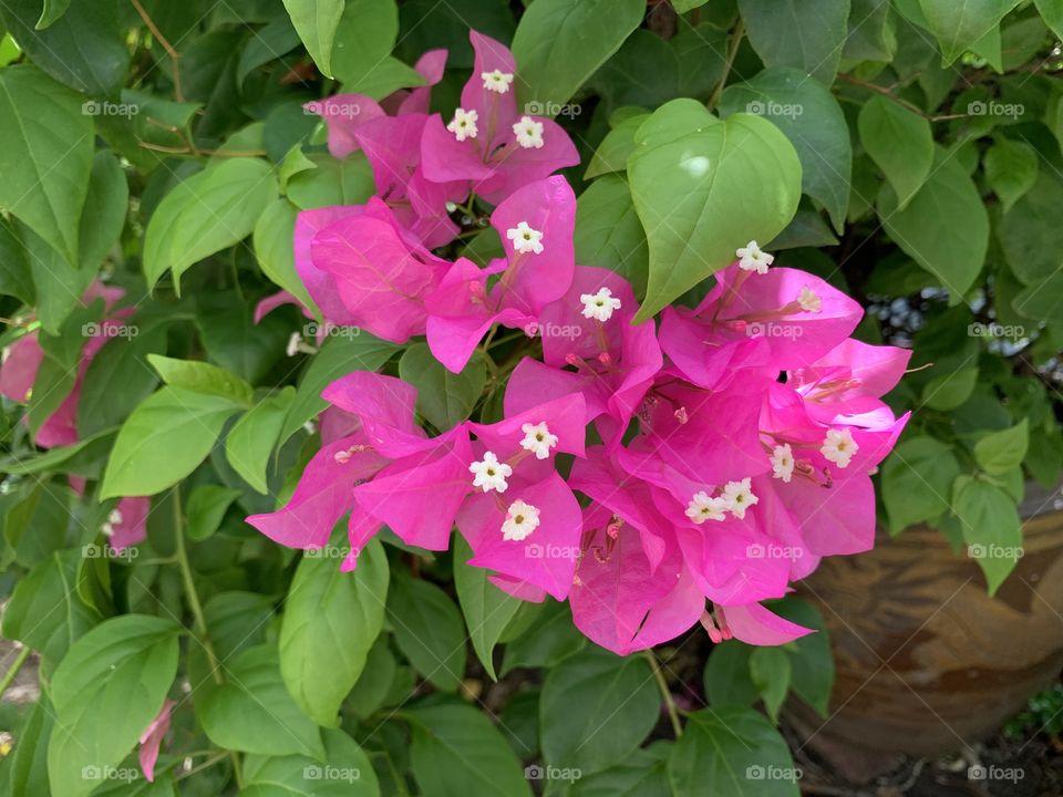 Pink flower