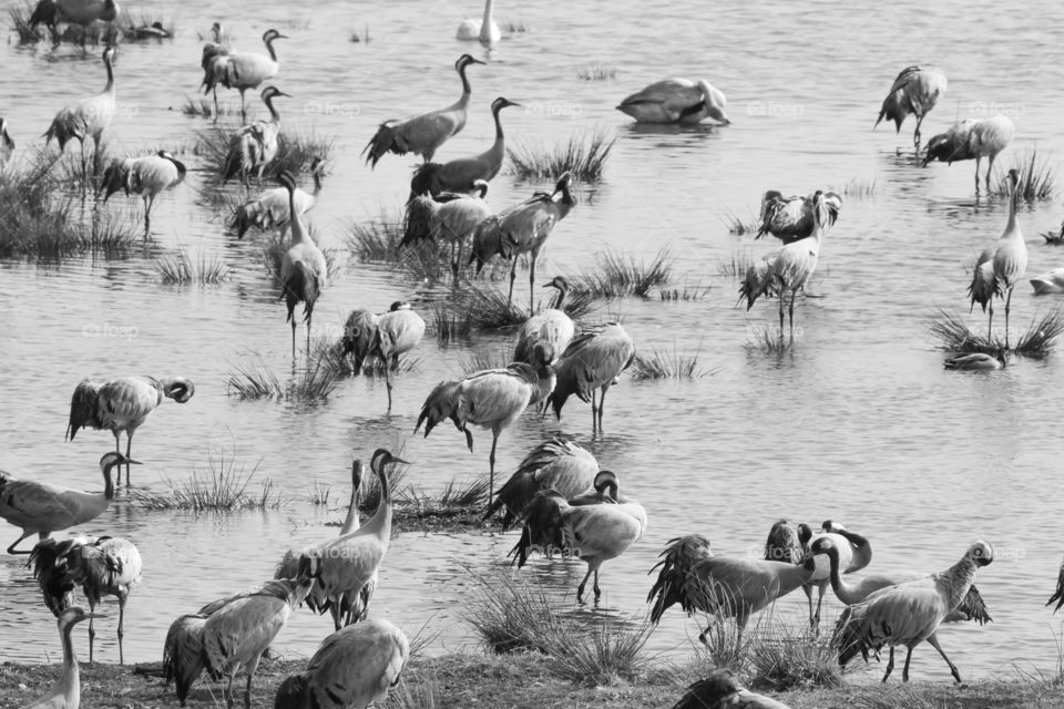 A flock of wild cranes at lake Hornborga Sweden, birds in black and white 