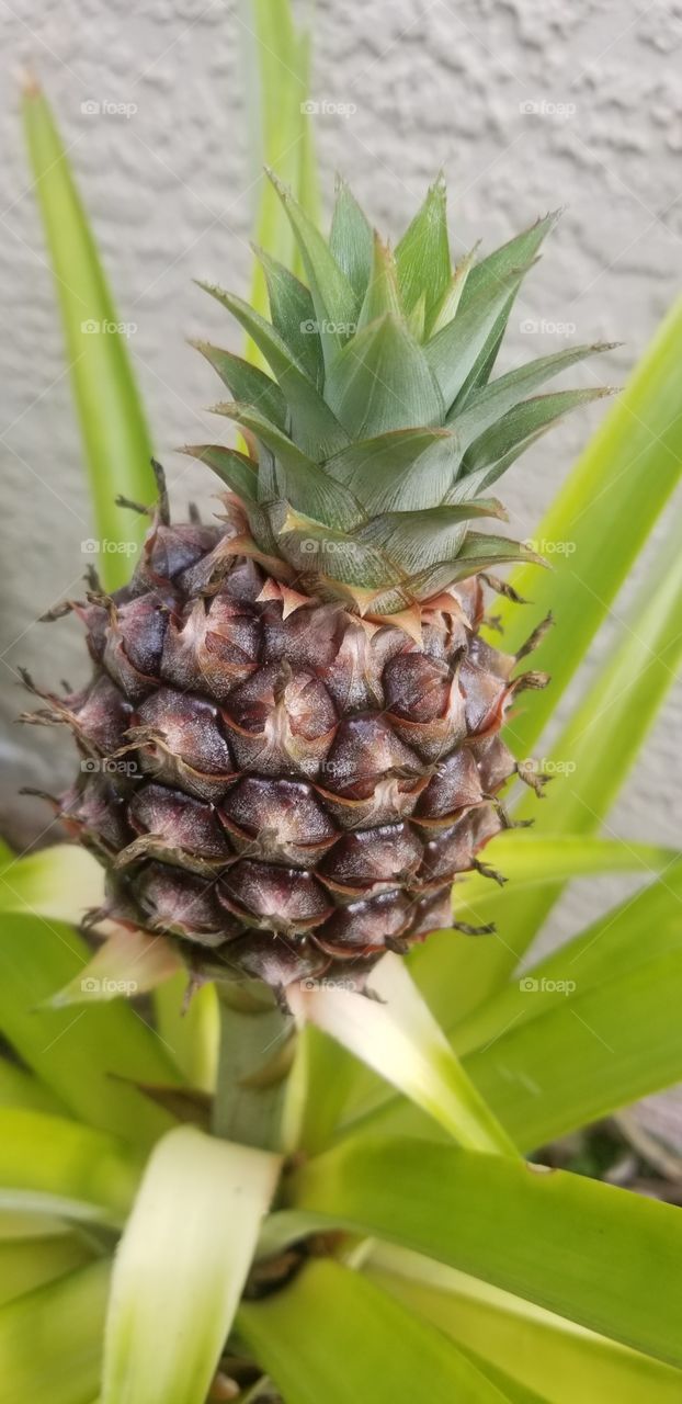 pineapple