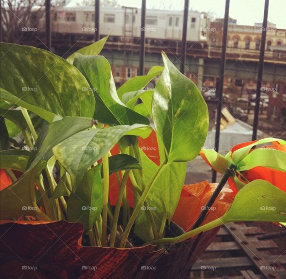 My urban plant on the urban balcony. Enjoying the breezes and the sounds of the city. 