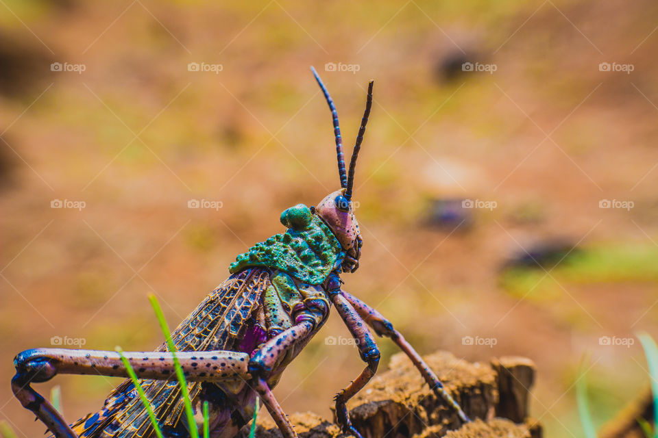 big grashopper in green and redish color