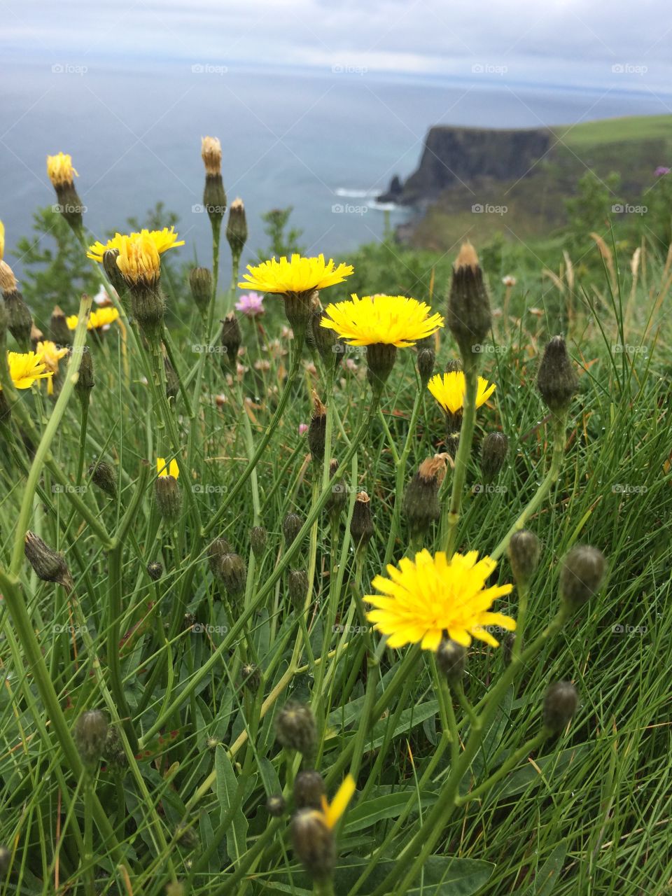 Cliffs of Moher