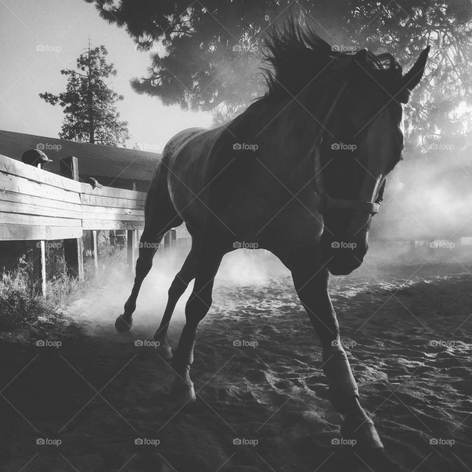 Running the round pen