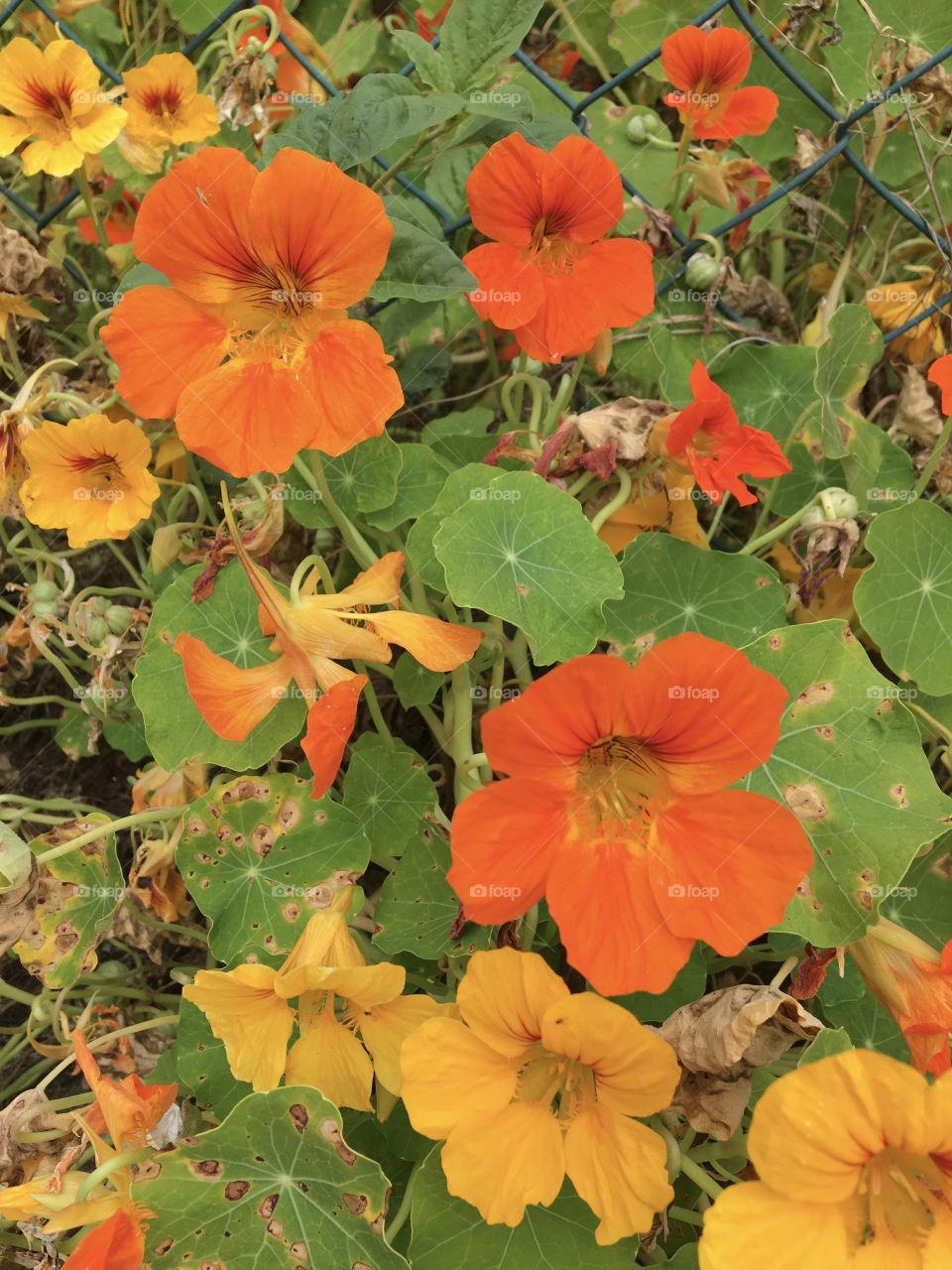 Natural bouquet of nasturtium 