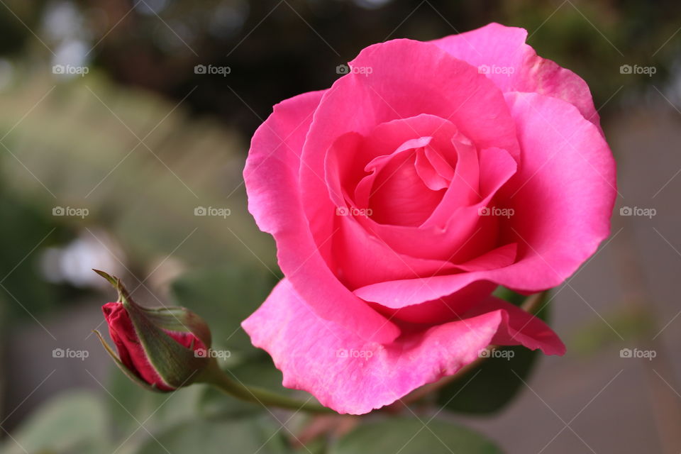 Beautiful rose spread it's beauty around the world without any questions.