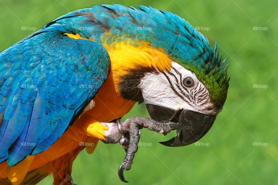 young blue and gold macaw