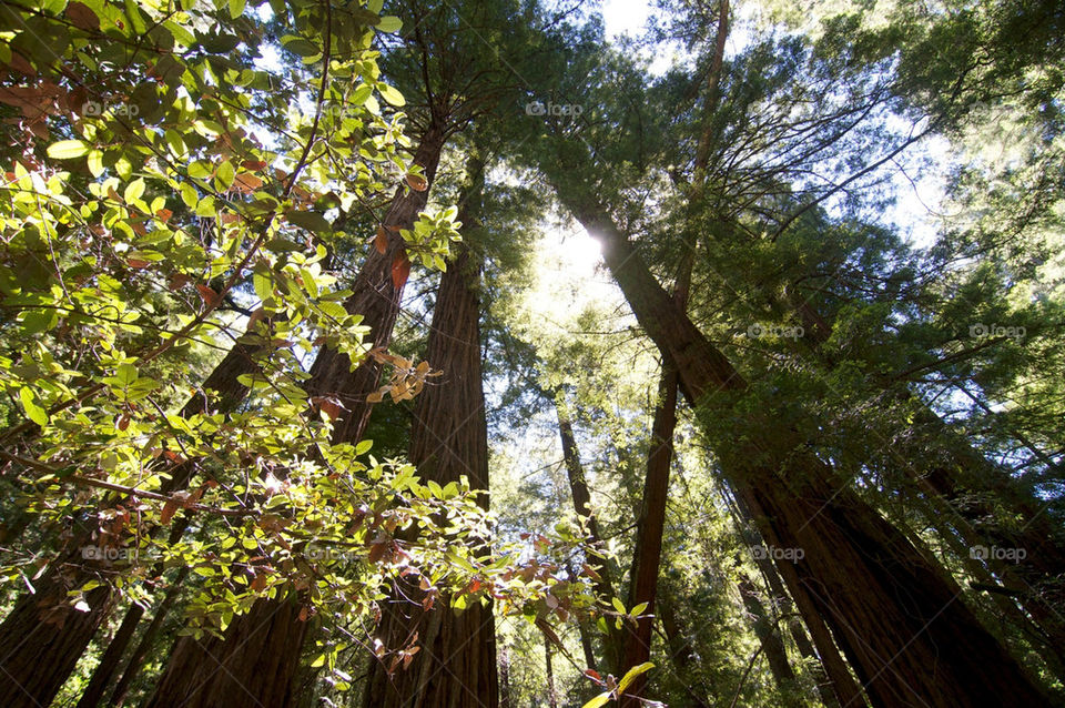 sky green plants wood by stephenkirsh