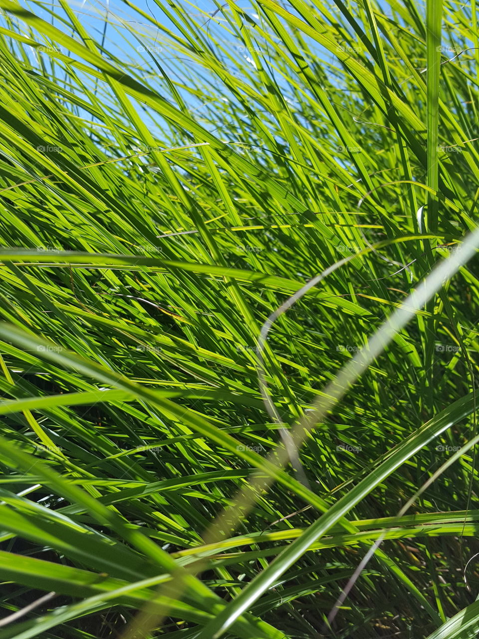 grass