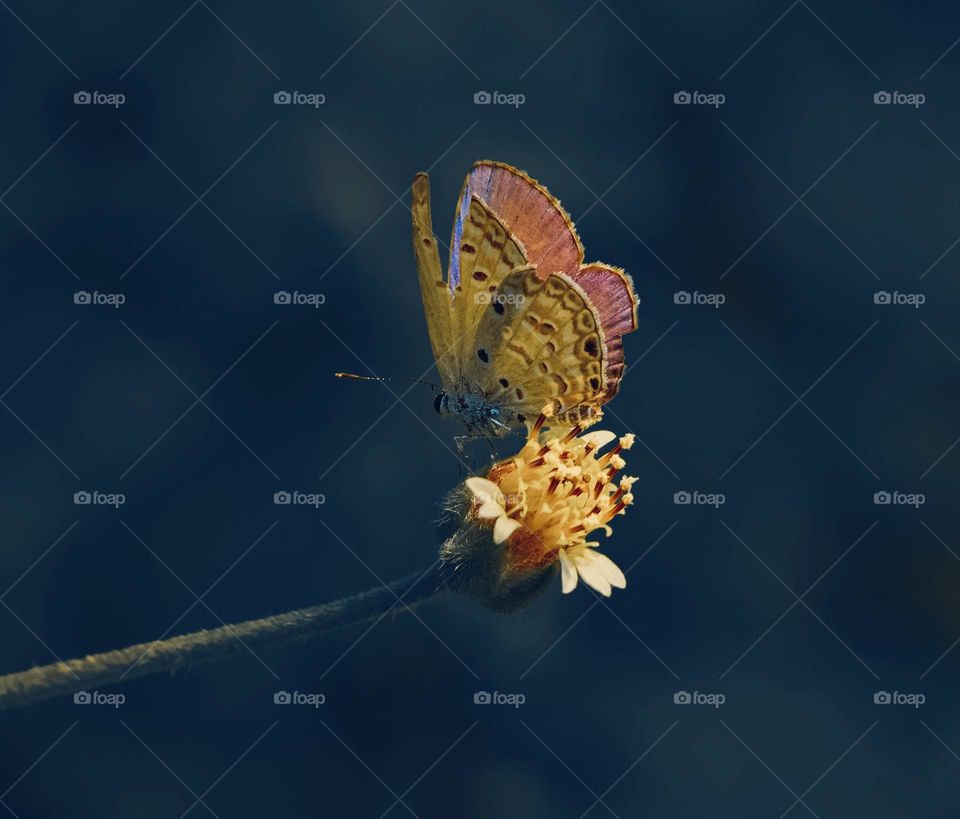 Macro photography - Butterfly and coat button flower