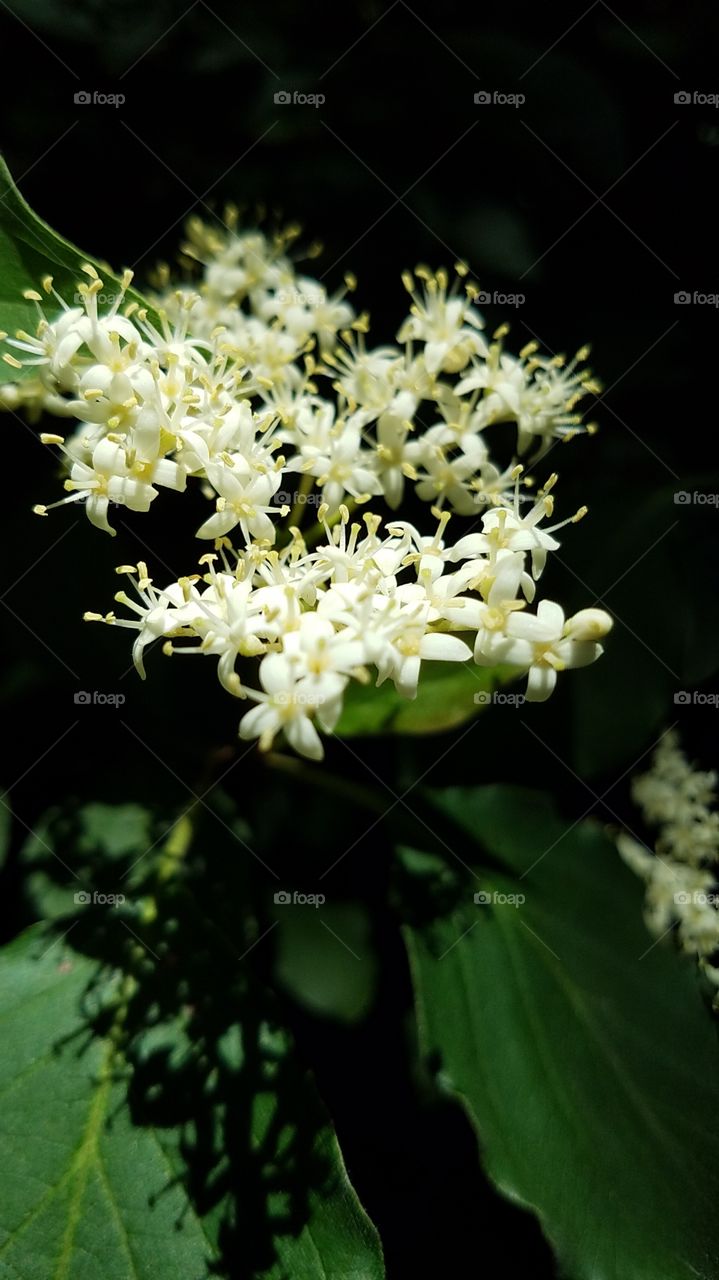 some kind of itty bitty white flowers