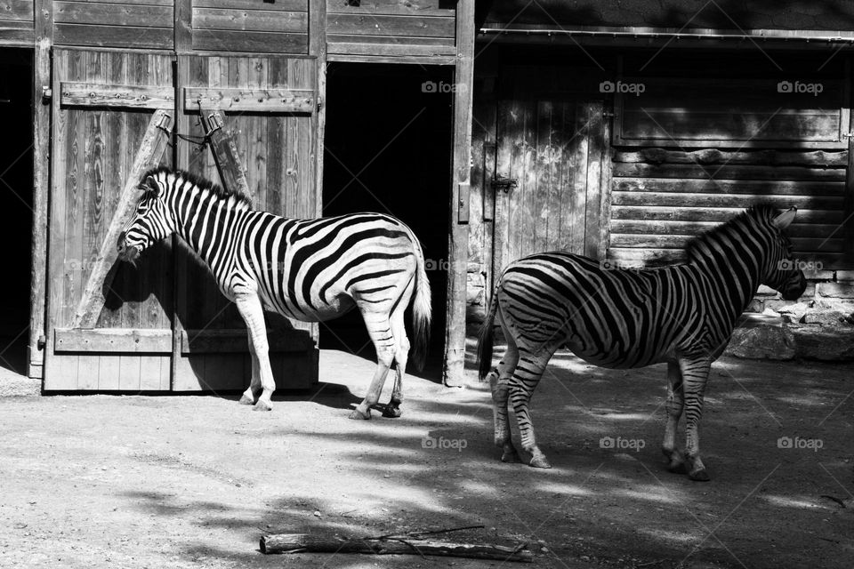 Two butt facing zebras, one in the light and one in the shadow.