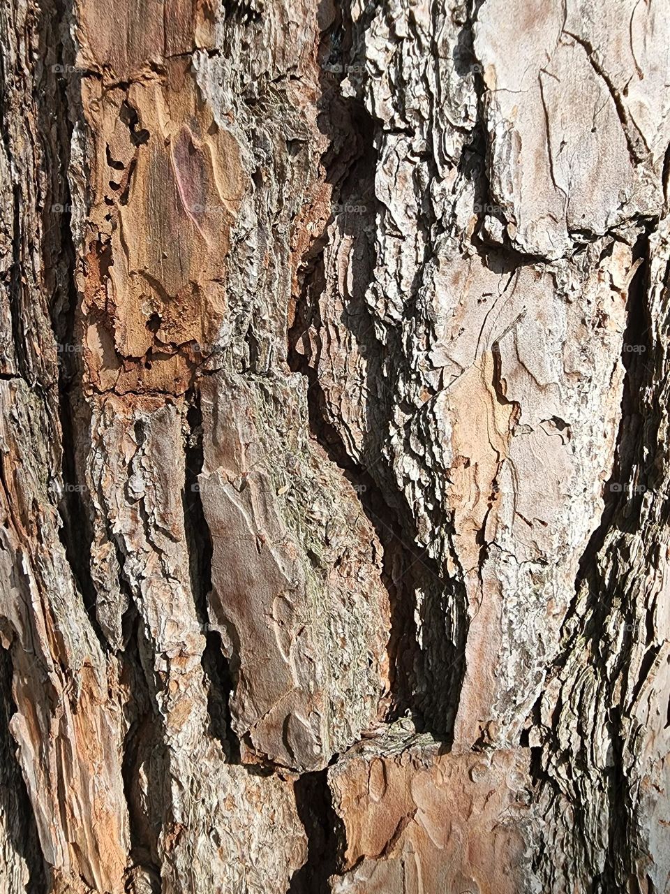 Tree bark.