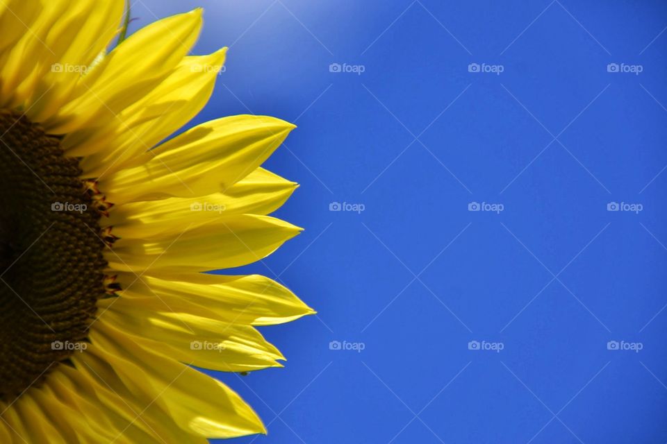 sunflower blue sky
