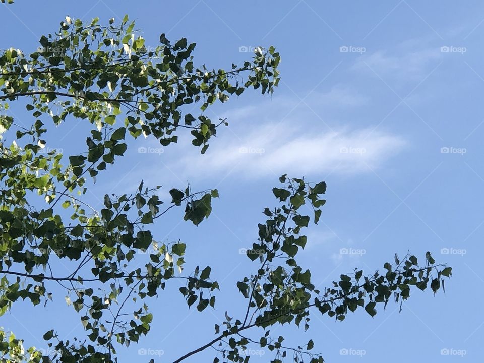 Sky tree n cloud